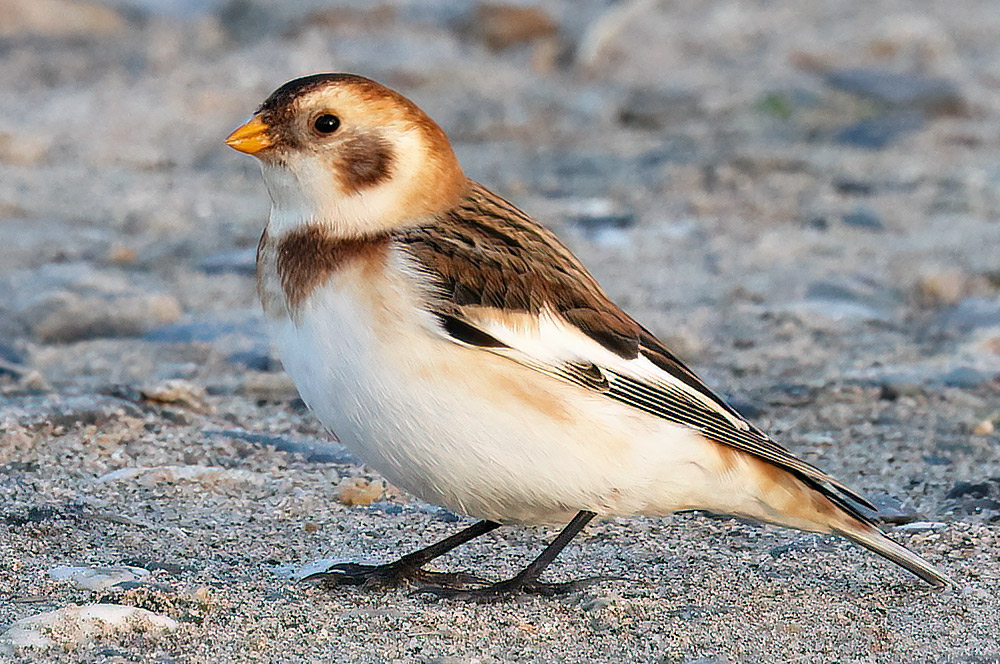 Snow bunting